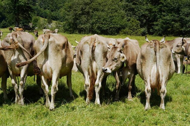 Foto Manuel Geisser 25.07.2022 Frutigtal, Berner Oberland Sommerhitze Hitze.Bild : Alpkuehe *** Photo Manuel Geisser 25 07 2022 Frutigtal, Bernese Oberland summer heat picture alpine cows 