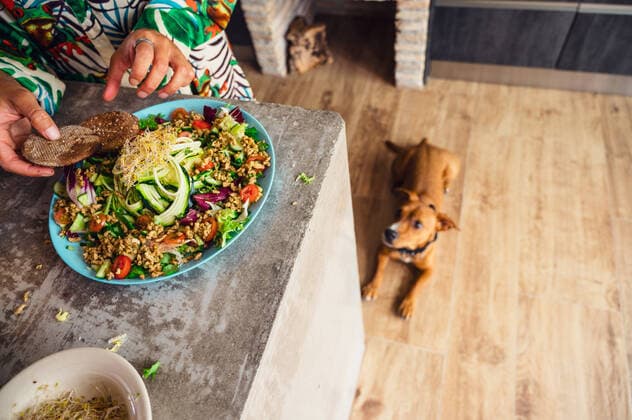 From above crop female putting crackers on plate with healthy quinoa salad with vegetables and beansprouts while cooking lunch in kitchen with dog MiguelCano_VeganFood_54.jpg Copyright: xMiguelxCanox Model Released