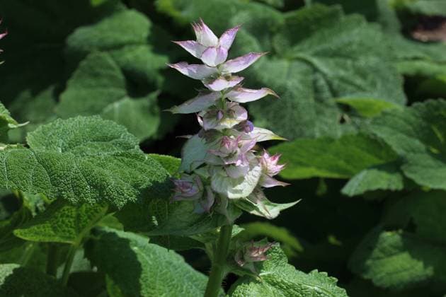Muskatellersalbei, Salvia sclarea, auch Muskat-Salbei, Römischer Salbei, Scharlei, oder Scharlauch