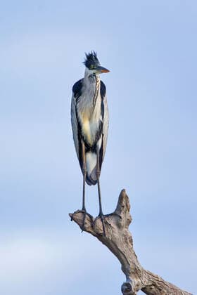 Creative Highlights World Cocoireiher, Cocoi-Reiher, Suedamerikanischer Graureiher (Ardea cocoi), haelt auf einem toten Ast Ausschau, Brasilien, Pantanal cocoi heron (Ardea cocoi), looking out on a dead branch, Brazil, Pantanal BLWS671041 *** cocoir heron, cocoi Heron, South American Grey heron Ardea cocoi , keeps at a Dead Ast lookout, Brazil, Pantanal cocoi Heron Ardea cocoi , Looking out ON a Dead branch, brazil, Pantanal BLWS671041 Copyright: xblickwinkel A.xTreptex