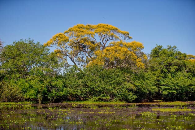 Creative Highlights World tropisches Feuchtgebiet Pantanal, Brasilien, Pantanal tropical wetland Pantanal, Brazil, Pantanal BLWS671082 *** tropical Wetland pantal, Brazil, Pantanal Tropical Wetland pantal, brazil, Pantanal BLWS671082 Copyright: xblickwinkel A.xTreptex