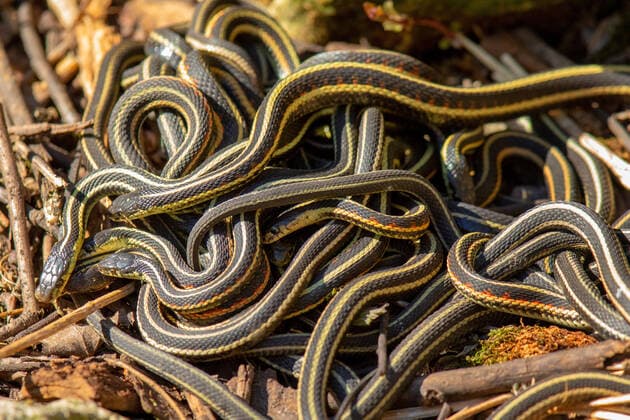 Creative Highlights World Rotseitige Strumpfbandnatter, Rotseitige Strumpfband-Natter (Thamnophis sirtalis parietalis, Thamnophis parietalis), Knaeuel junger Schlangen, Kanada, Manitoba, Narcisse Red sided garter snake (Thamnophis sirtalis parietalis, Thamnophis parietalis), ball of young snakes, Canada, Manitoba, Narcisse BLWS671108 *** red-sided garter snake, red-sided Garter Natter Thamnophis sirtalis parietal, Thamnophis parietalis , Cudgel Youngster Snakes, Canada, Manitoba, Narcisse Red Sided Garter Snake Thamnophis sirtalis parietal, Thamnophis parietalis , Ball of Young snakes, canada, Manitoba, Narcisse BLWS671108 Copyright: xblickwinkel A.xTreptex