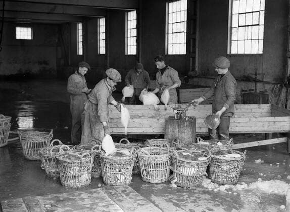Poll photo collection. Iceland. Iceland. Flatfish just put forward from wooden bins in a hall by workers to weight in baskets is sorted. 1934. Iceland Copyright: xpiemagsx pienatarchpart630102021-18749 !ACHTUNG AUFNAHMEDATUM GESCHÄTZT!