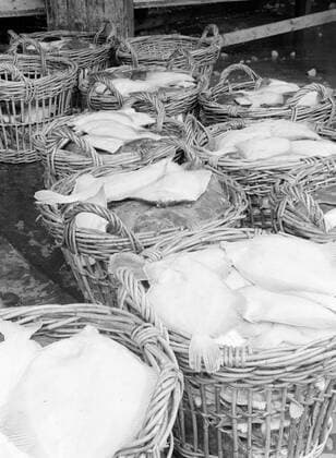 Poll photo collection. Iceland. Iceland. Flat fish just put forward is sorted by weight in baskets. 1934. Iceland Copyright: xpiemagsx pienatarchpart630102021-18750 !ACHTUNG AUFNAHMEDATUM GESCHÄTZT!