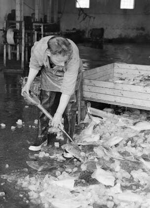 Poll photo collection. Iceland. Iceland. Man creates the remaining small flat fish and ice blocks in a hall after sorting supplied fish. 1934. Iceland Copyright: xpiemagsx pienatarchpart630102021-18751 !ACHTUNG AUFNAHMEDATUM GESCHÄTZT!
