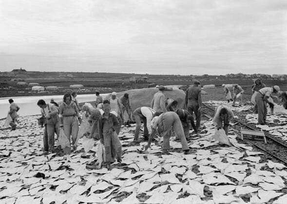 Poll photo collection. Iceland. Iceland. Workers in a field in the midst of laid staves. Right rails of a narrow gauge for the supply and removal of fish. 1934. Iceland Copyright: xpiemagsx pienatarchpart630102021-18753 !ACHTUNG AUFNAHMEDATUM GESCHÄTZT!