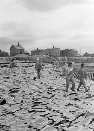 Poll photo collection. Iceland. Iceland. Workers in a field in the midst of stickfish that is drying. 1934. Iceland Copyright: xpiemagsx pienatarchpart630102021-18754 !ACHTUNG AUFNAHMEDATUM GESCHÄTZT!