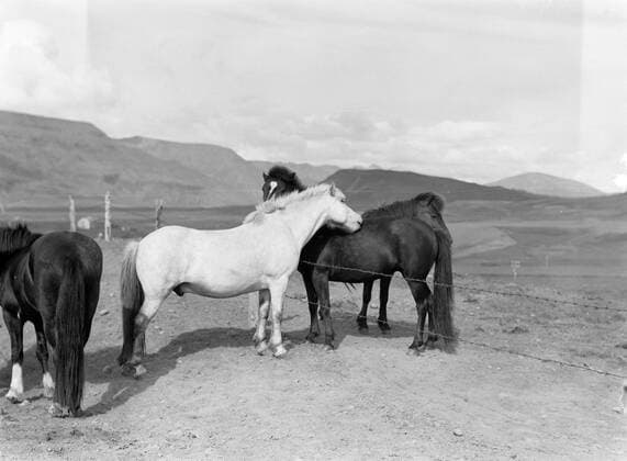 Poll photo collection. Iceland. Three Icelandic ponies in a hilly landscape at a fence with barbed wire. 1934. Iceland, Reykjavik Copyright: xpiemagsx pienatarchpart630102021-18765 !ACHTUNG AUFNAHMEDATUM GESCHÄTZT!