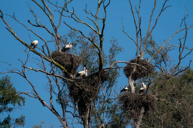 White Stork (Ciconia ciconia), Donana National and Natural Park, Andalusia, Spain, Europe Copyright: SergioxPitamitz 741-6119