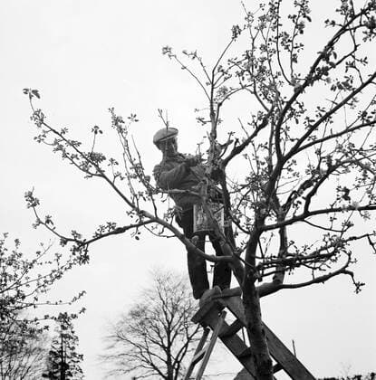 Poll photo collection. Farm in Angerlo. Worker at a fruit tree. 1941. Angerlo, Gelderland Copyright: xpiemagsx pienatarchpart630102021-31594 !ACHTUNG AUFNAHMEDATUM GESCHÄTZT!