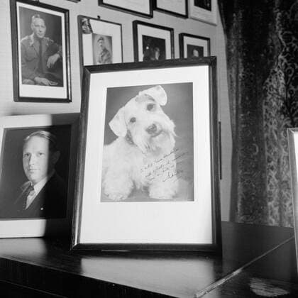 Poll photo collection. The royal family at Soestdijk Palace. Framed portrait photo of a Prince Bernhard dog. { ca. 1947 }. Baarn, Utrecht (province) Copyright: xpiemagsx pienatarchpart72010201-16074 !ACHTUNG AUFNAHMEDATUM GESCHÄTZT!