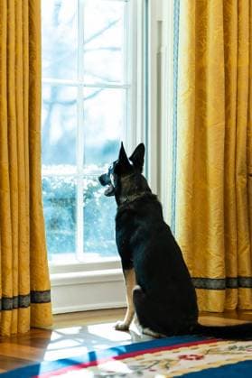 Biden family dog Major looks out the window of the Oval Office of the White House Thursday, Jan. 28, 2021, while President Joe Biden works at the Resolute Desk. Copyright: xpiemagsx biden170221-75 !ACHTUNG AUFNAHMEDATUM GESCHÄTZT!