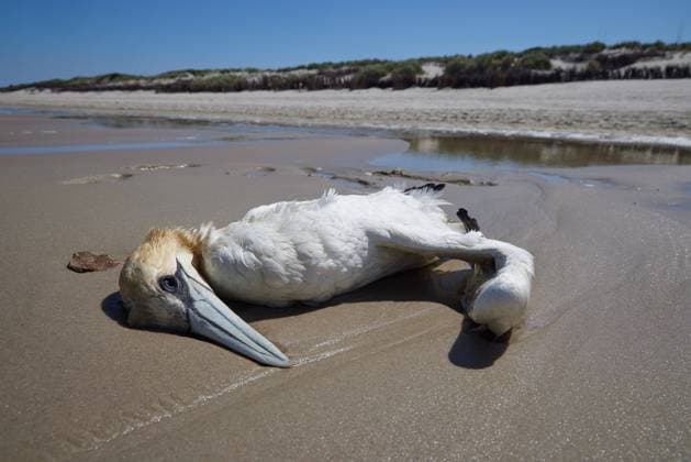 Ein toter Baßtölpel liegt am Strand der Nordsee-Insel Wangerooge; Ein toter Baßtölpel liegt am Strand der Nordsee-Insel Wangerooge *** A dead gannet lies on the beach of the North Sea island Wangerooge A dead gannet lies on the beach of the North Sea island Wangerooge
