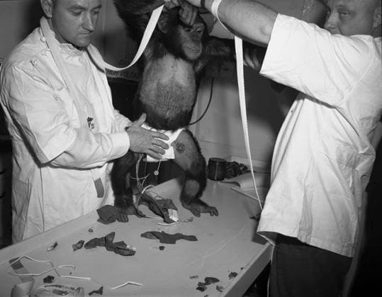 S63-20800 (31 Jan. 1961) --- Chimpanzee Ham being assisted into spacesuit prior to the Mercury-Redstone 2 (MR-2) test flight which was conducted on Jan. 31, 1961. Copyright: xpiemagsx piemagsspace-54561 !ACHTUNG AUFNAHMEDATUM GESCHÄTZT!