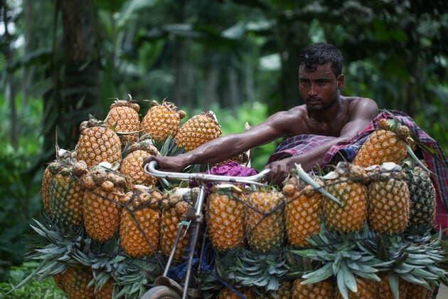 News Themen der Woche KW31 News Bilder des Tages August 5, 2022, Dhaka, Bangladesh: Bangladeshi farmers carry pineapples on bicycles to sell them at a market at Madhupur in Tangail. Madhupur is the biggest pineapple wholesale market in Bangladesh.Pineapple has been cultivated on 8000 hectares of land where 300000 tonnes of pineapple are produced in Tangail, Bangldesh, the largest growing area of the country. Dhaka Bangladesh - ZUMAj163 20220805_zip_j163_011 Copyright: xAbuxSufianxJewelx
