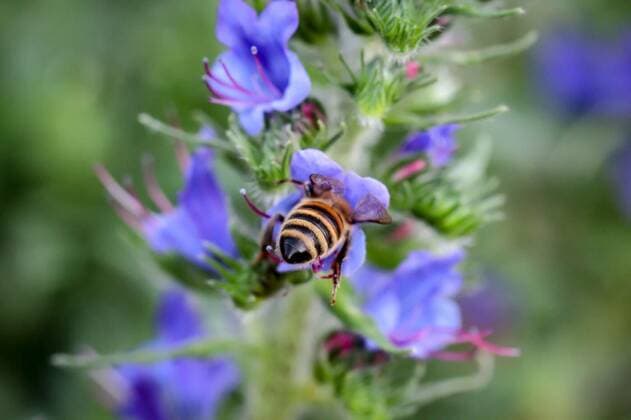  A bee pollinating a flower from a meadow plant, , 27.03.2020 01:26:26, Copyright: xboedefeldx Panthermedia28227908.jpg