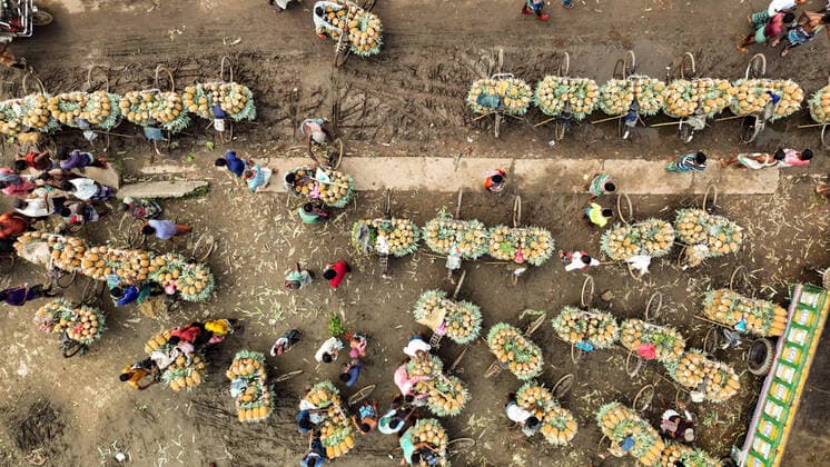 News Themen der Woche KW31 News Bilder des Tages Bangladesch, Ananas-Ernte Pineapple Harvest in Bangladesh Farmers harvest pineapples at a farm And Farmers push bicycles that carry baskets of pineapples to a wholesale market during the harvest season in Tangail, Bangladesh. Dhaka 1100 Bangladesh Copyright: xHabiburxRahmanx