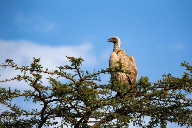  A big bird of prey sits on a branch, One big bird of prey sits on a branch, 19.06.2020 14:16:14, Copyright: x25ehaag6x Panthermedia28557155.jpg
