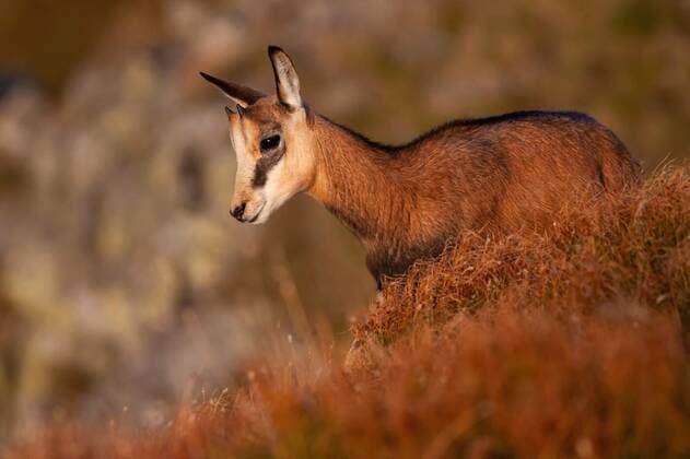 Little tatra chamois standing in mountains in summer at sunset., Little tatra chamois, rupicapra rupicapra tatrica, standing on mountains in summer at sunset. Juvenile animal with small horns looking down to the valley. Wild alpine goat watching on cliff., Little tatra chamois, rupicapra rupicapra tatrica, standing on mountains in summer at sunset. Juvenile animal with small horns looking down to the valley. Wild alpine goat watching on cliff., 20.07.2020, Copyright: xWildMediax Panthermedia28667583.jpg