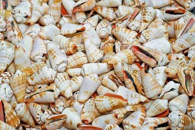 Bunch of shells, Bunch of small sea shells for decoration, Bunch of small sea shells for decoration, 25.07.2020, Copyright: xBaloncicix Panthermedia28680505.jpg
