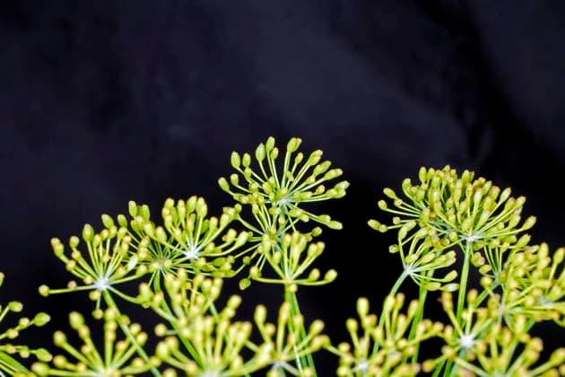 Dillkraut (Anethum graveolens) Dillfenchel, Studiofotografie mit schwarzem Hintergrund *** Dill weed Anethum graveolens dill fennel, Studio photography with black Background Copyright: imageBROKER/SiegraxAsmoel ibxasm08353268.jpg