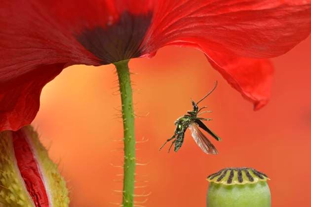  Grüner Scheinbockkäfer (Oedemera nobilis) im Flug an einer Klatschmohnblüte (Papaver rhoeas) *** green Licence beetle Oedemera Nobilis at Flight to a corn poppy blossom Papaver rhoeas Copyright: imageBROKER/AndrexSkonieczny ibxasy08428692.jpg