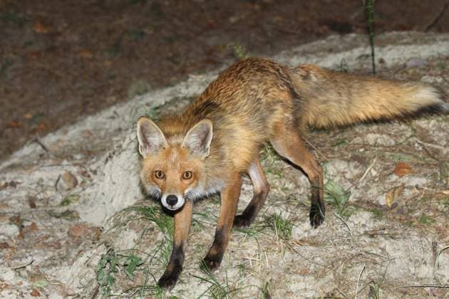  Rotfuchs (Vulpes vulpes) sichert an seinem Bau bei Nacht, Blitzaufnahme, Allgäu, Bayern, Deutschland, Europa *** Rotfuchs Vulpes Vulpes secures to his Construction at Night, flash shot, allgaeu, Bavaria, Germany, Europe Copyright: imageBROKER/DieterxHopf ibxdeh08402380.jpg