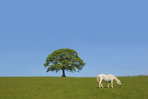 White horse grazing in a field in spring with an oak tree in leaf on the horizon and a blue sky to the rear. Copyright: MarilynxBarbone 30251851