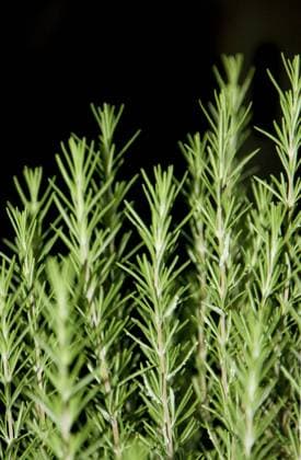 Fresh green rosemary plants over black background  Copyright: 30255398