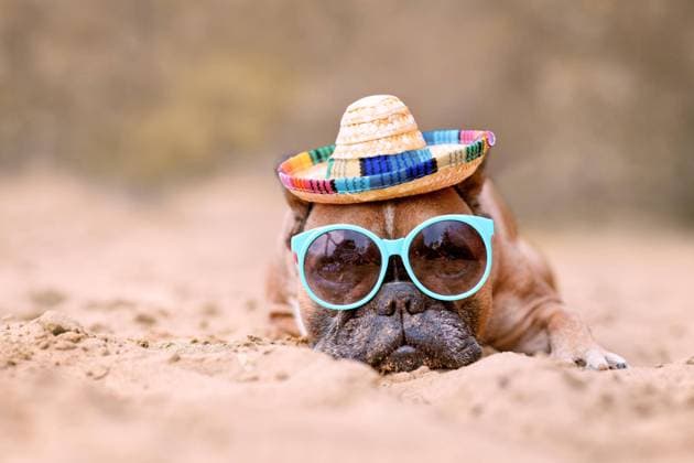  Französische Bulldogge mit Sonnenbrille und Strohhut am Sandstrand *** French Bulldog with Sunglasses and Straw hat on sandy beach Copyright: imageBROKER/Firn ibxmob08432514.jpg