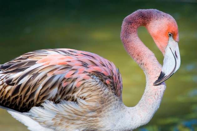 A Flamingo in the San Diego Zoo Copyright: CraigxHansen 30287110