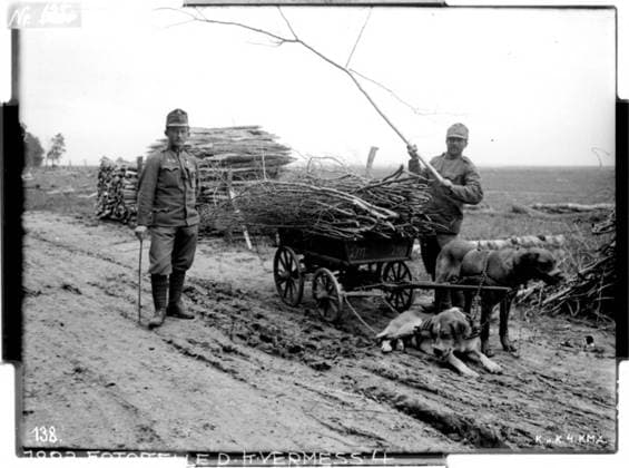 Hauling dogs at work in Krupy Russia, Volhynia; photographer: Kriegsvermessung 4. Copyright: xpiemagsx ausnl080421-1222 !ACHTUNG AUFNAHMEDATUM GESCHÄTZT!