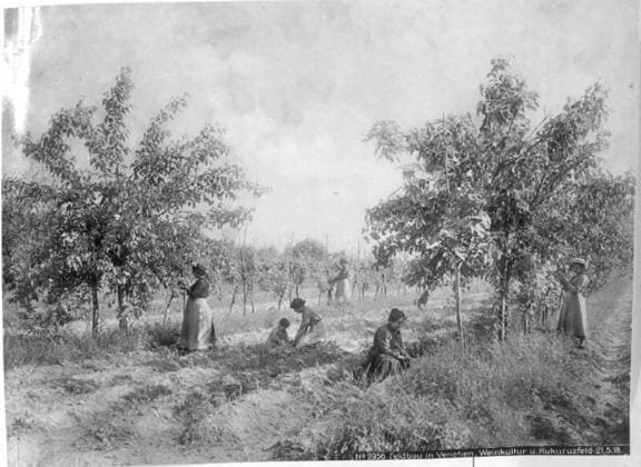 Field cultivation in Veneto Growing vines and maize; photographer: Kriegsvermessung 5. Copyright: xpiemagsx ausnl080421-1294 !ACHTUNG AUFNAHMEDATUM GESCHÄTZT!