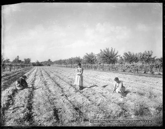 Field cultivation in Veneto Working on a maize field; photographer: Kriegsvermessung 5. Copyright: xpiemagsx ausnl080421-1296 !ACHTUNG AUFNAHMEDATUM GESCHÄTZT!