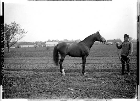 Kalusz Arabian stallion from the stud-farm; Galicia; photographer: Kriegsvermessung 3. Copyright: xpiemagsx ausnl080421-1402 !ACHTUNG AUFNAHMEDATUM GESCHÄTZT!