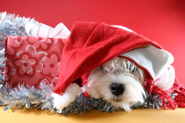 Cute white puppy with present and snowflakes.  Copyright: 30293480