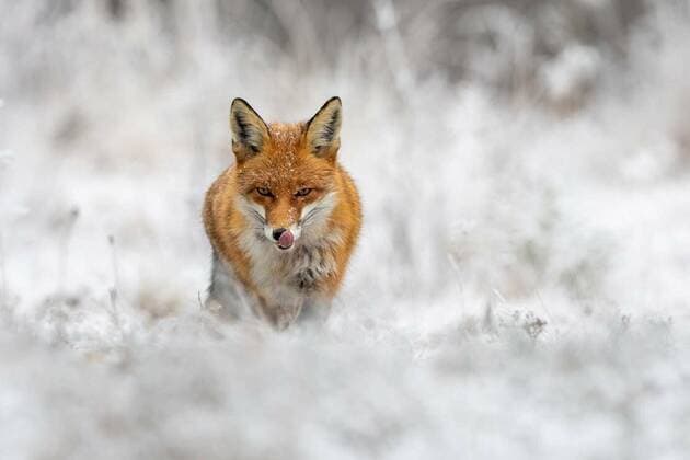  Red fox hunting on meadow in wintertime nature., Red fox, vulpes vulpes, hunting on meadow in wintertime nature. Wild predator licking its mouth with pink tongue and staring into camera. Orange beast going forward on snowy field with copy space., Red fox, vulpes vulpes, hunting on meadow in wintertime nature. Wild predator licking its mouth with pink tongue and staring into camera. Orange beast going forward on snowy field with copy space., 22.09.2020, Copyright: xWildMediax Panthermedia28868895.jpg