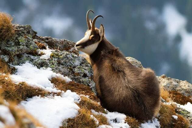  Tatra chamois lying on mountains in winter time., Tatra chamois, rupicapra rupicapra tatrica, lying on mountains in winter time. Wild goat resting on snowy rocks. Horned mammal looking on cliff in autumn., Tatra chamois, rupicapra rupicapra tatrica, lying on mountains in winter time. Wild goat resting on snowy rocks. Horned mammal looking on cliff in autumn., 29.09.2020, Copyright: xWildMediax Panthermedia28890779.jpg