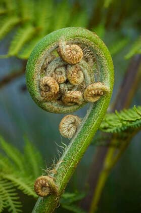 Creative Highlights World Koru - new leaf of New Zealand silver fern. Spring concept. Close-up  Copyright: IrinaxYun 30301765