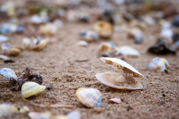 seashells on the baltic sea, seashells on the baltic sea on the sand, seashells on the baltic sea on the sand, 29.10.2020, Copyright: xcandy18x Panthermedia28979074.jpg