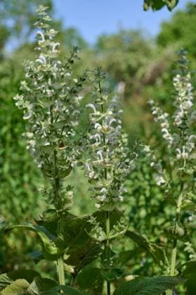 Natur Garten Muskateller-Salbei Bluehender Muskatellersalbei (Salvia sclarea), auch Muskat-Salbei, Roemischer Salbei, Scharlei, Scharlauch und Scharlachkraut genannt. Die Pflanze stammt aus der Gattung Salbei (Salvia) in der Familie der Lippenbluetler (Lamiaceae). Die Nutzpflanze wird als Heilpflanze und Gewuerz genutzt. Bluehender Muskatellersalbei ist eine der wichtigsten Nahrungsquellen der vom Aussterben bedrohten Holzbienen. 18.6.2022, Gladowshoehe *** Nature Garden Muscat sage Bluehender Muskatellersalbei Salvia sclarea , also called Muskat Salbei, Roemischer Salbei, Scharlei, Scharlauch and Scharlachkraut The plant comes from the genus Salbei Salvia in the family of Lippenbluetler Lamiaceae The useful plant is used as a medicina