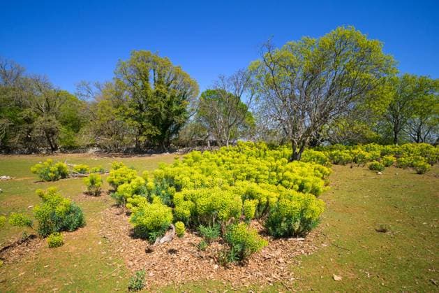 A group of mediterranean spurges (Euphorbia characias) on a meadow, sunny day in spring, Cres (Croatia) Cres Croatia