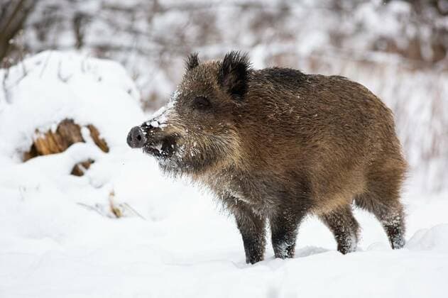  Wild boar standing on snow in wintertime nature., Wild boar, sus scrofa, standing on snow in wintertime nature. Brown mammal looking on snowy meadow. Big animal with hairy fur observing on white field., 31.10.2020, Copyright: xWildMediax Panthermedia28986645.jpg