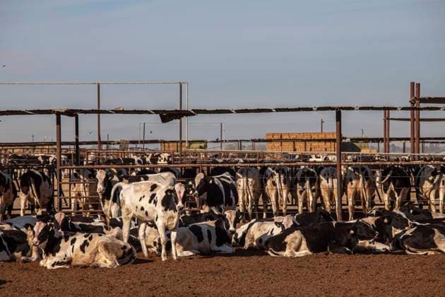 Livestock outside of Bakersfield, Kern County, California, USA PeterxBennett 900_24_us_ca_82_468