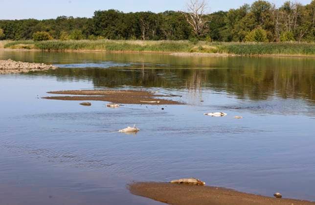 Frankfurt (Oder), 11.08.2020 - Fischsterben in der Oder, hier bei Frankfurt zwischen den Buhnenfeldern liegen die verschiedenen tote Fischrten, Zander, Heht, Bleie, Barben, Bsche und auch große Welse. Fischsterben inder Oder