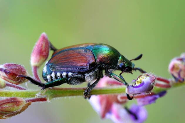 Creative Highlights World Japanese Beetle Japanese beetle (Popillia japonica) in Markham, Ontario, Canada, on August 10, 2022. Markham Canada  Copyright: xCreativexTouchxImagingxLtdx originalFilename: friedman-japanese220810_npcMM.jpg