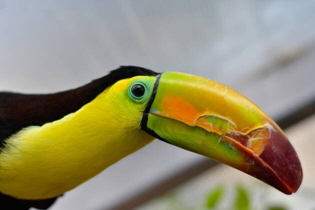 Zacango Zoo Protects Confiscated Toucans And Becomes The Only Zoo In Mexico That Reproduces This Species In Captivity Through the Selva area, a recently adapted place in the Zacango Zoo, located in Calimaya, State of Mexico, which recreates a tropical microclimate, six toucans seized by Mexican authorities have a second chance, on August 11, 2022. Zoo authorities indicated that a pair of toucans is in the reproductive stage, representing the first zoo in Mexico to reproduce toucans in captivity at present. Calimaya Mexico  Copyright: xArturoxHernandezx originalFilename: hernandezsanchez-notitle220811_npoZV.jpg