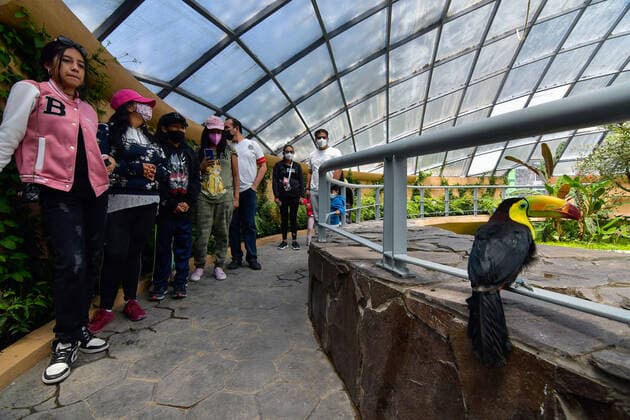 Zacango Zoo Protects Confiscated Toucans And Becomes The Only Zoo In Mexico That Reproduces This Species In Captivity Through the Selva area, a recently adapted place in the Zacango Zoo, located in Calimaya, State of Mexico, which recreates a tropical microclimate, six toucans seized by Mexican authorities have a second chance, on August 11, 2022. Zoo authorities indicated that a pair of toucans is in the reproductive stage, representing the first zoo in Mexico to reproduce toucans in captivity at present. Calimaya Mexico  Copyright: xArturoxHernandezx originalFilename: hernandezsanchez-notitle220811_np89x.jpg