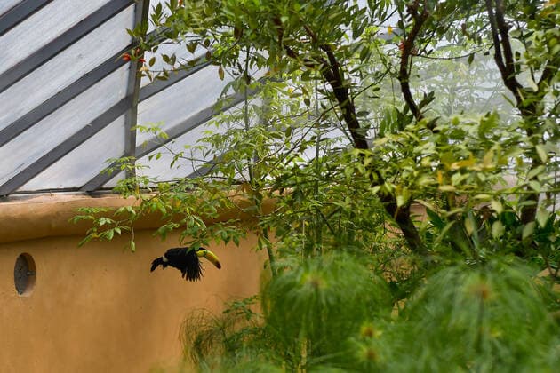 Zacango Zoo Protects Confiscated Toucans And Becomes The Only Zoo In Mexico That Reproduces This Species In Captivity Through the Selva area, a recently adapted place in the Zacango Zoo, located in Calimaya, State of Mexico, which recreates a tropical microclimate, six toucans seized by Mexican authorities have a second chance, on August 11, 2022. Zoo authorities indicated that a pair of toucans is in the reproductive stage, representing the first zoo in Mexico to reproduce toucans in captivity at present. Calimaya Mexico  Copyright: xArturoxHernandezx originalFilename: hernandezsanchez-notitle220811_np1r1.jpg