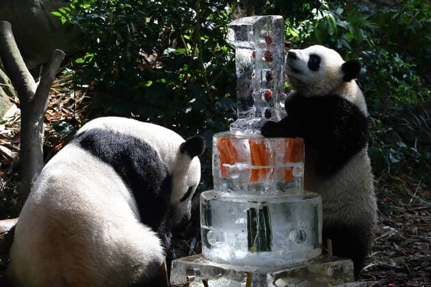 Entertainment Themen der Woche KW32 Entertainment Bilder des Tages Singapore First Giant Panda Cub Celebrates First Birthday Singapore™s first giant panda cub, named Le Le (R), and his mother, Jia Jia check out a three-tier ice cake embedded with carrots, bamboo and edible flowers, and topped with apple slices ahead of Le Le™s first birthday celebration inside the Giant Panda Forest exhibit at River Wonders on August 12, 2022 in Singapore. Born on August 14, 2021, Le Le is the firstborn to giant panda Kai Kai and Jia Jia, nine years after they first arrived in Singapore on loan from Chengdu. Singapore Singapore  Copyright: xSuhaimixAbdullahx originalFilename: abdullah-notitle220812_npA0o.jpg